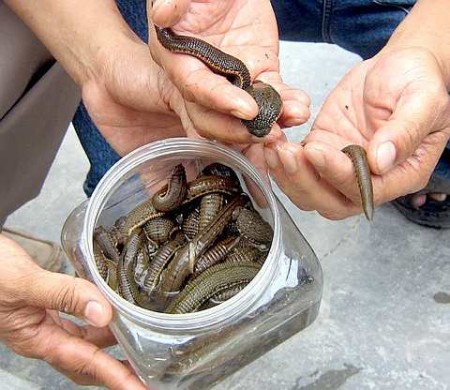 Supply Fresh Medicinal Leeches